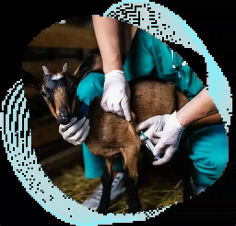 Animal Health Clinical Trial Solutions