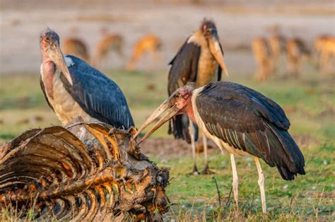Uncovering the Fascinating Bee Marabou Stork Relationship Info