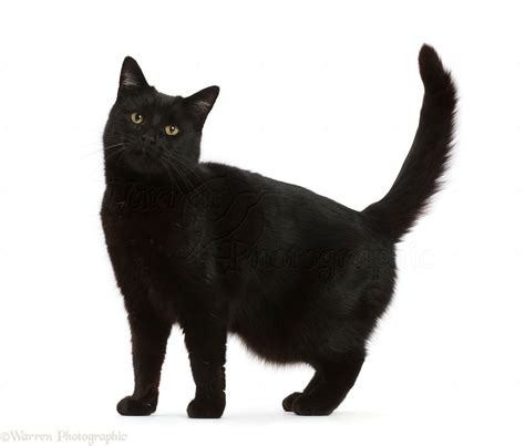 Mysteries Behind the Black Cat: Unlock Secrets