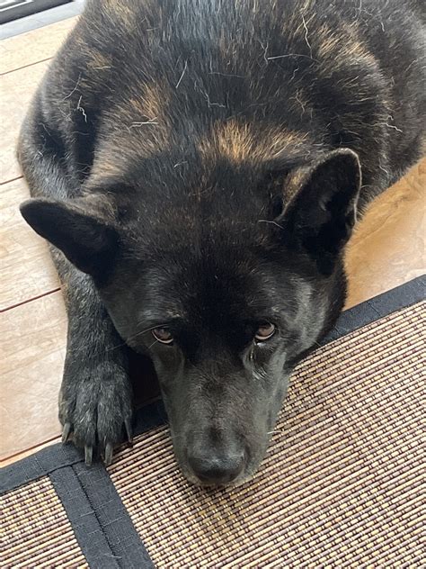 Unleashing BlackDesire: Explore Its Secrets Today