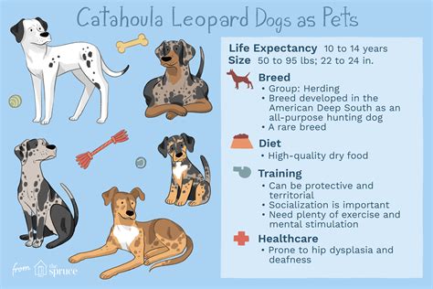 Catahoula Leopard Dog Health Issues