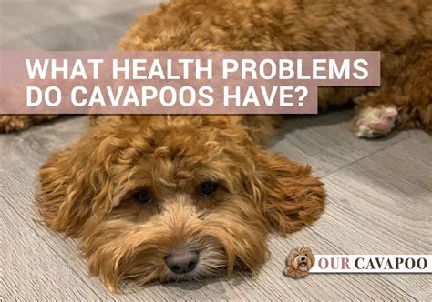 Cavapoo Health Problems