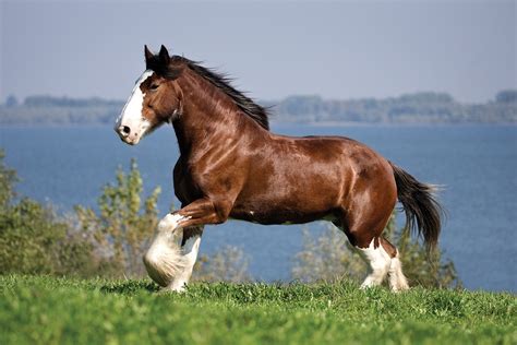 Clydesdale Studios Unveils Innovative Design Trends