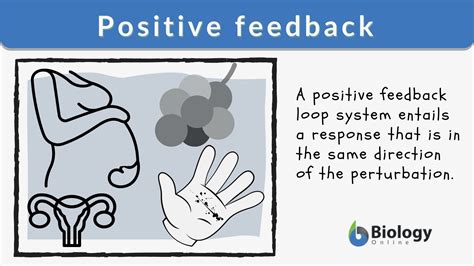 Define Positive Feedback In Healthcare Endocrine