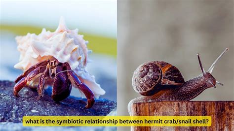 Hermit Crab/Snail Shell Dynamics Unveiled