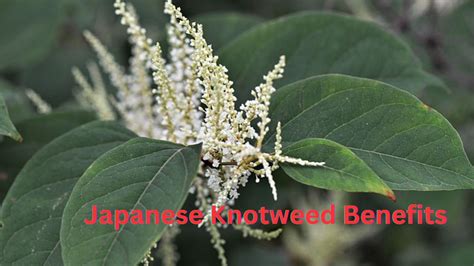Japanese Knotweed Health Benefits