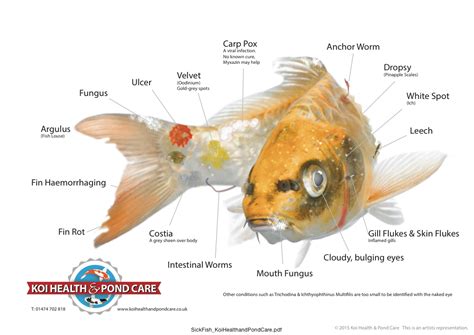 Koi Health And Diseases