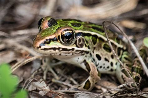 Leopard Frogs Health Status In Arizona