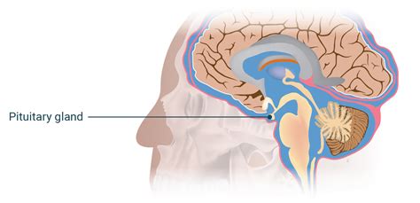 Pituitary Gland Health Problems