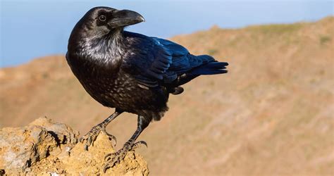 Rare Raven Secrets Unveiled: Must-Know Facts