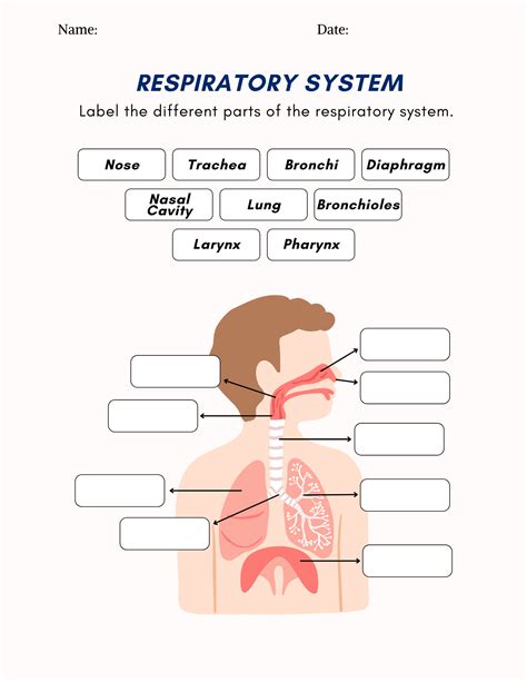 Respiratory System Intro To Healthcare Worksheet